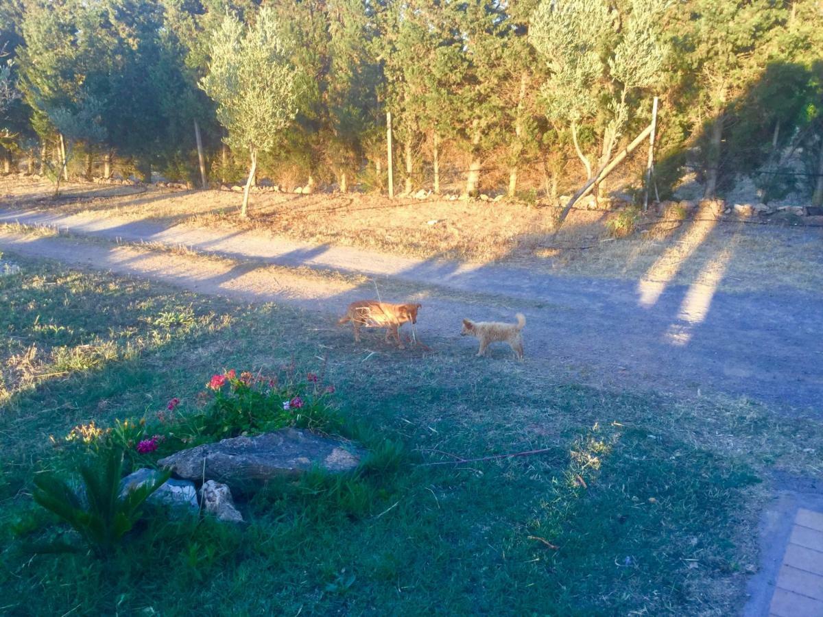 Agriturismo Sogno Latino Iglesias Luaran gambar